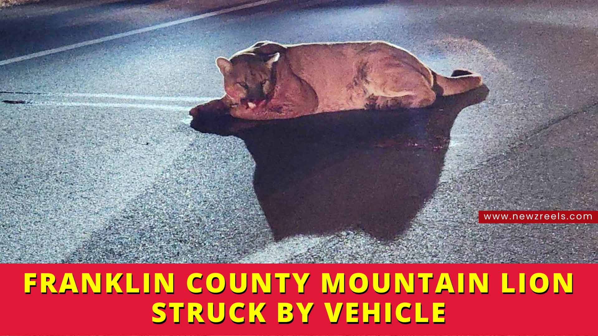 Franklin County Mountain Lion Struck by Vehicle Late Last Night